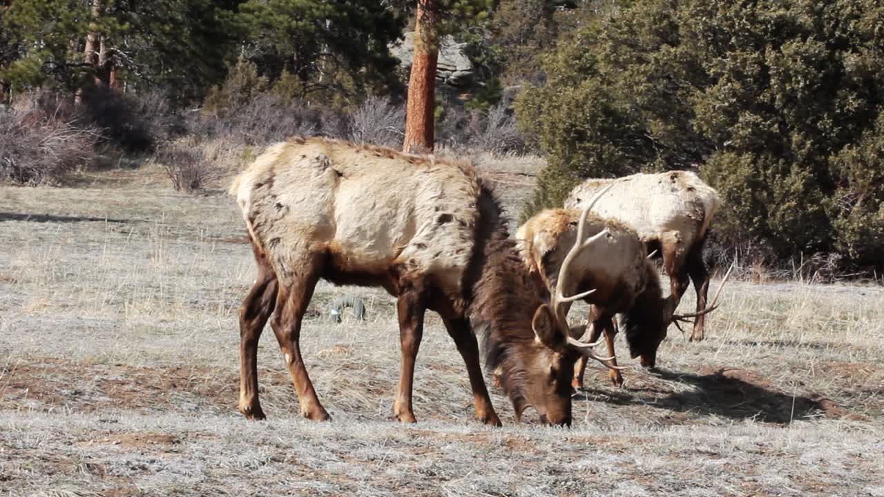 una pequeña manada de alces toros segregados cerca de estes park colorado están pastando a principios de la primavera