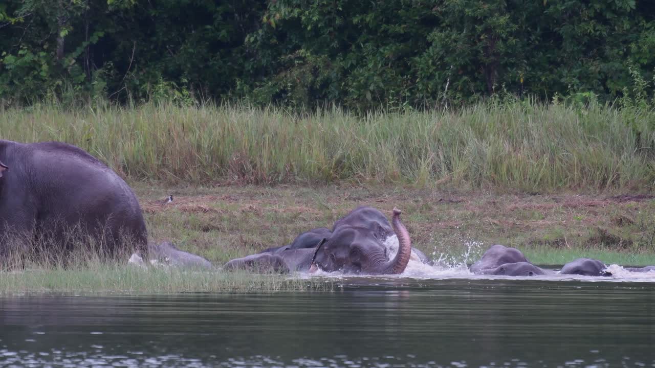 Gli elefanti asiatici sono in pericolo e questa mandria si sta divertendo giocando e bagnandosi in un lago nel Parco Nazionale di Khao Yai