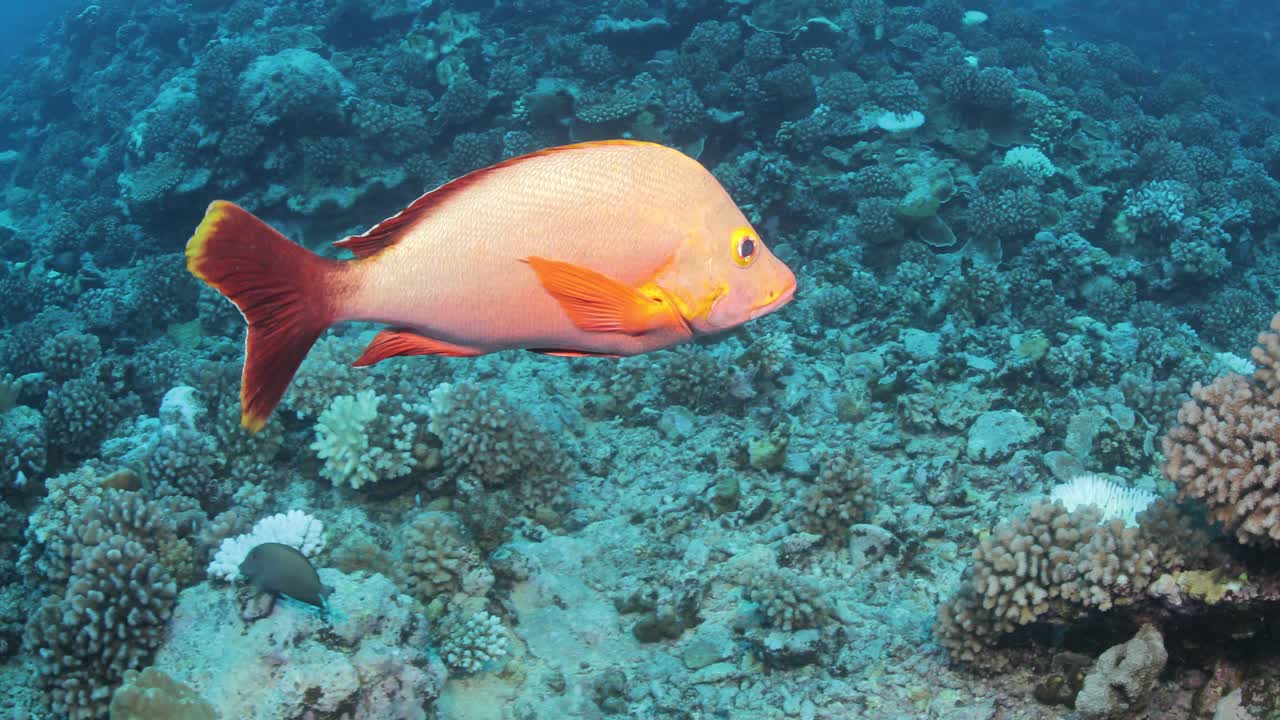 Underwater scuba diving with coral reef and fish.