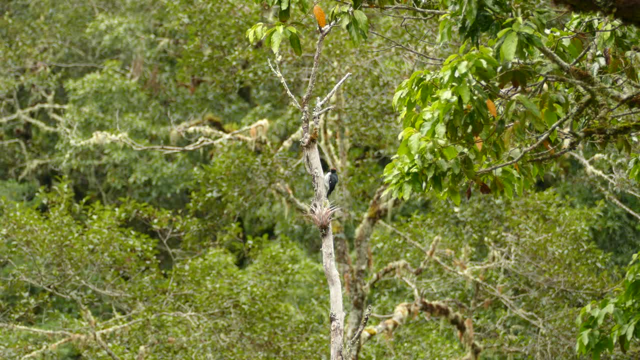 pájaro carpintero de bellota posado en un árbol muerto en medio del bosque siempre verde de costa rica