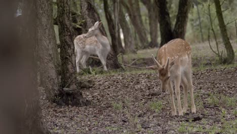 front view of two majestic fallow deers in forest, handheld, day, full shot