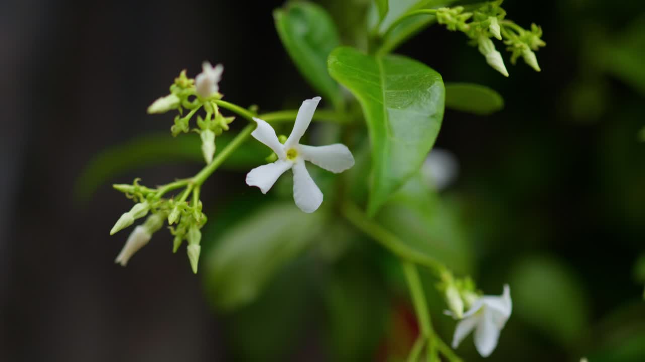 A delicate white flower in close-up detail gently moves in natural light, revealing soft textures and subtle tones in a peaceful botanical moment