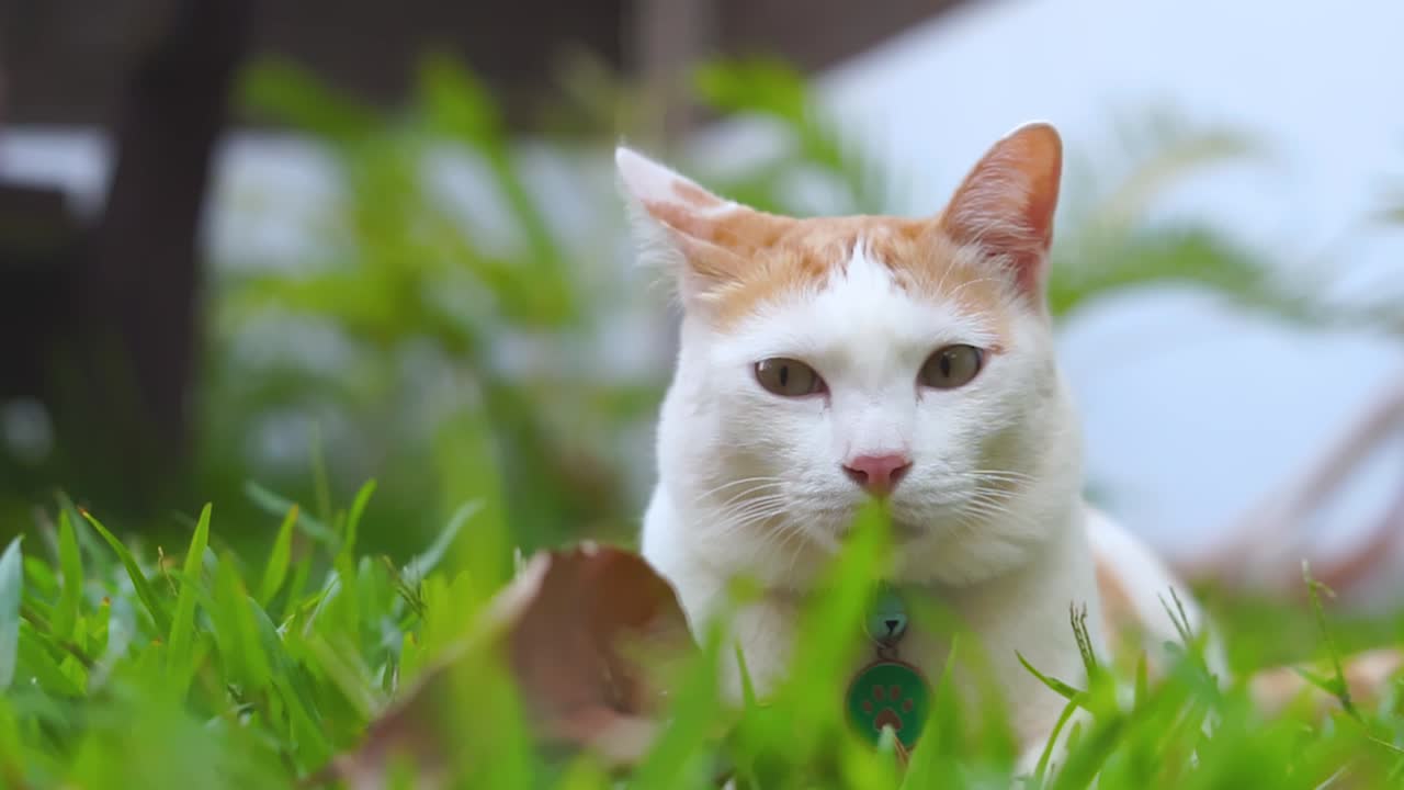 Relaxing cat at the garden outdoor