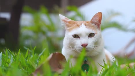 relaxing cat at the garden outdoor
