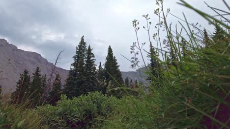 Gras-In-Den-Bergen-Nahaufnahme-Rockies-Kananaskis-Alberta-Kanada