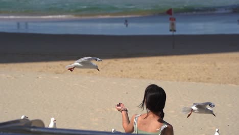 toma en cámara lenta de una mano femenina alimentando una bandada de gaviotas plateadas salvajes, chroicocephalus novaehollandiae en la playa del paraíso de los surfistas, costa dorada, queensland, australia, interrupción de la naturaleza