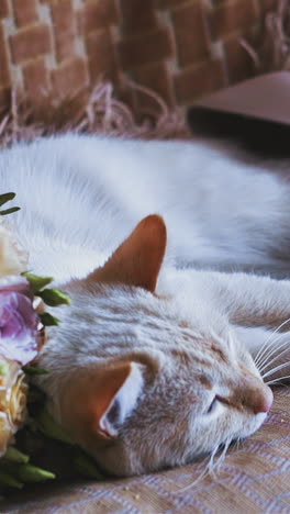 cu, slow motion: cute white cat lies near beautiful fresh flower bouquet and high heel shoe on comfortable sofa in light living room close view