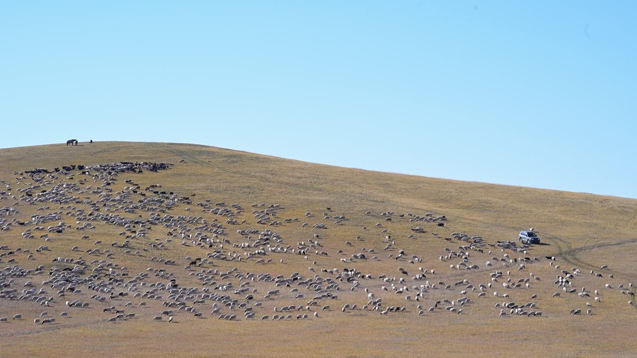 On a vast hillside in Mongolia, a massive flock of sheep and goats grazes near a herder's vehicle. The wide shot captures the scale of modern animal husbandry on the remote steppe