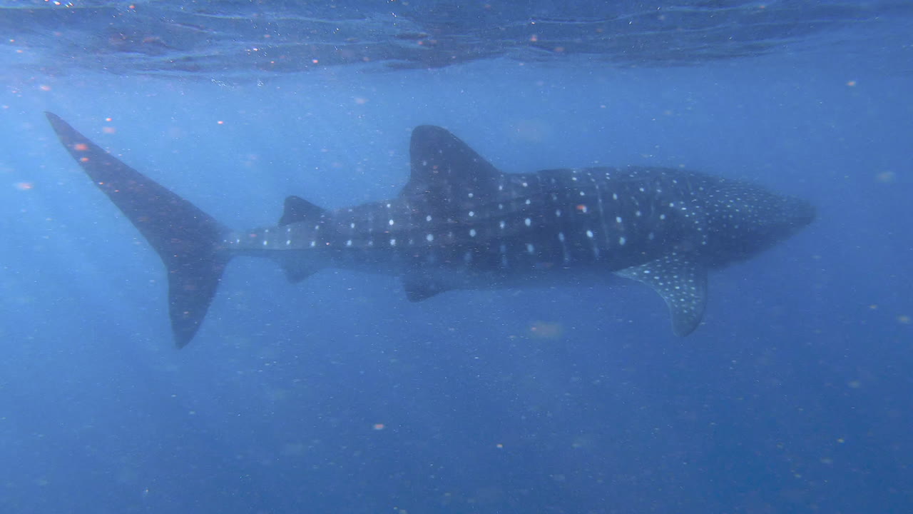 el tiburón ballena nadando pacíficamente 4k australia