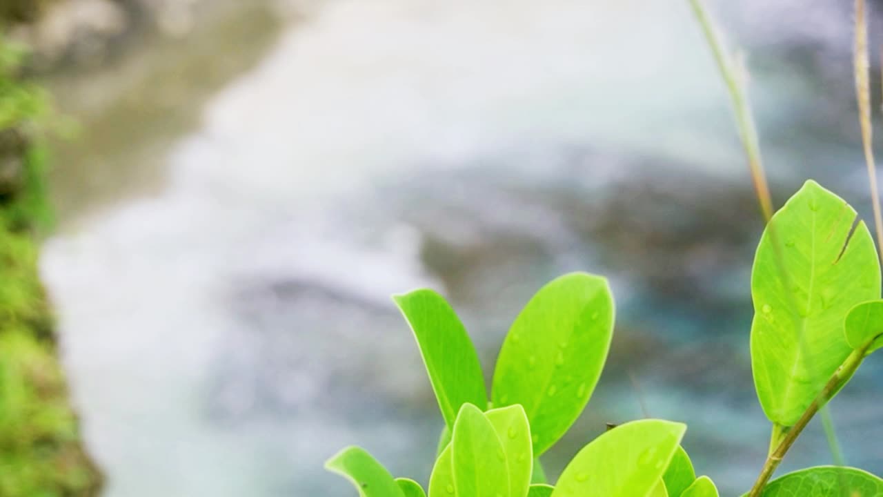 해안 식물에서 인도네시아 발리의 그림 같은 열대 모래사장까지 핸드헬드 랙 초점 표시