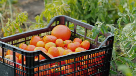 una caja de tomates maduros se encuentra en el jardín