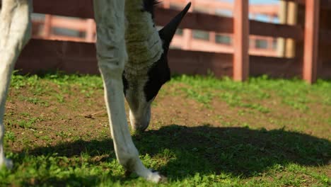 black and white donkey grazing