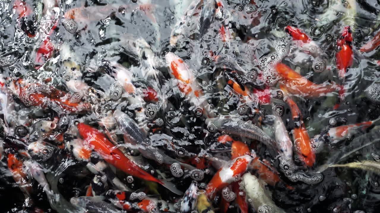 다양한 장식용 잉어 - 코하쿠, 산케, 쇼와로도 알려진 잉어 물고기가 잉어 연못에서 우아하게 헤엄치고 있습니다.