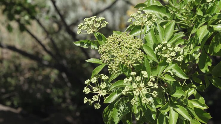 Piccoli fiori su arbusto di Heteromorpha arborescens in Lesotho, Africa