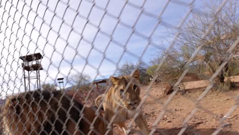 la leona corre y salta sobre el macho para seguir al camarógrafo de la reserva de vida silvestre slomo