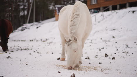 Caballo-Blanco-Con-Melena-Esponjosa-Come-Comida-Esparcida-En-La-Nieve