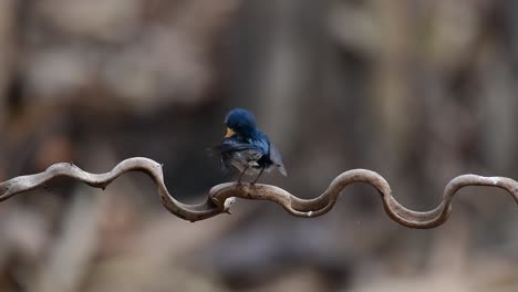 The-Indochinese-Blue-flycatcher-is-a-found-in-lowland-forests-of-Thailand,-known-for-its-blue-feathers-and-orange-to-white-breast