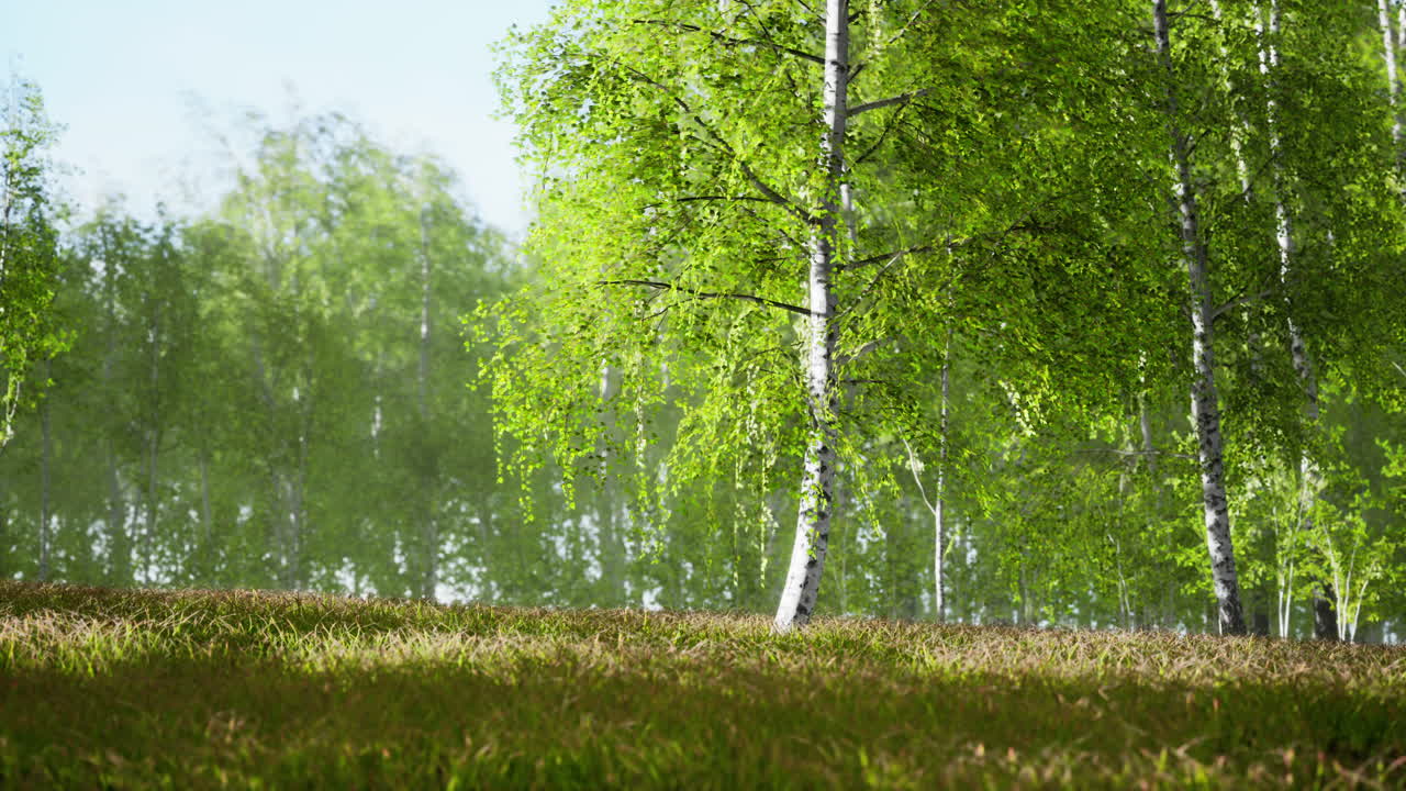 bosque de abedul veraniego durante un amanecer brumoso