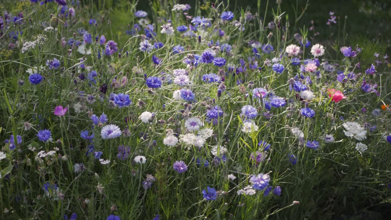varias flores silvestres de verano en el jardín a la luz del atardecer