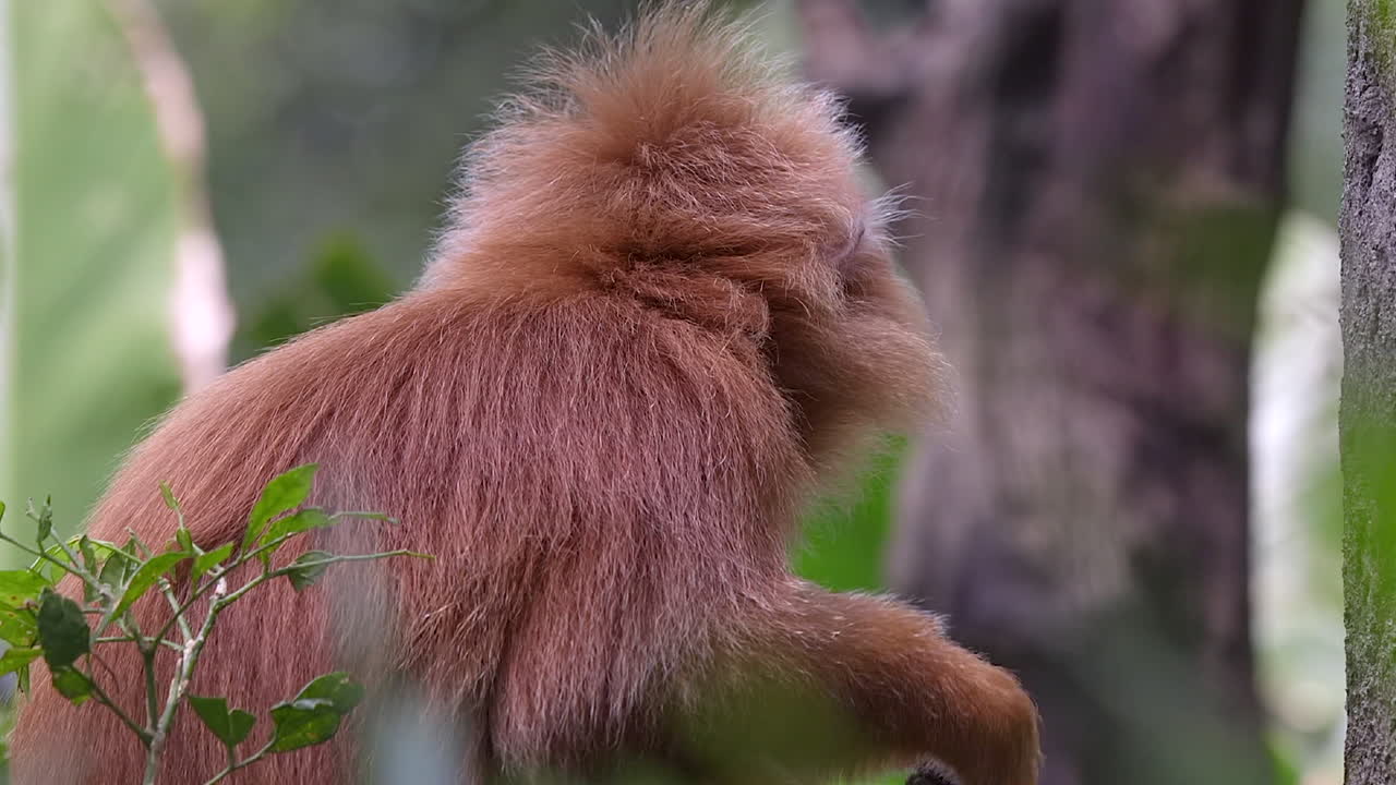 un langur javanés comiendo frutas