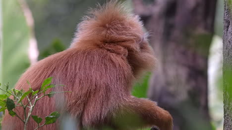 Einzelner-Javanischer-Langur,-Der-Früchte-Isst