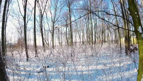 fpv drone volando entre frondosos árboles y arbustos sobre el suelo cubierto de nieve