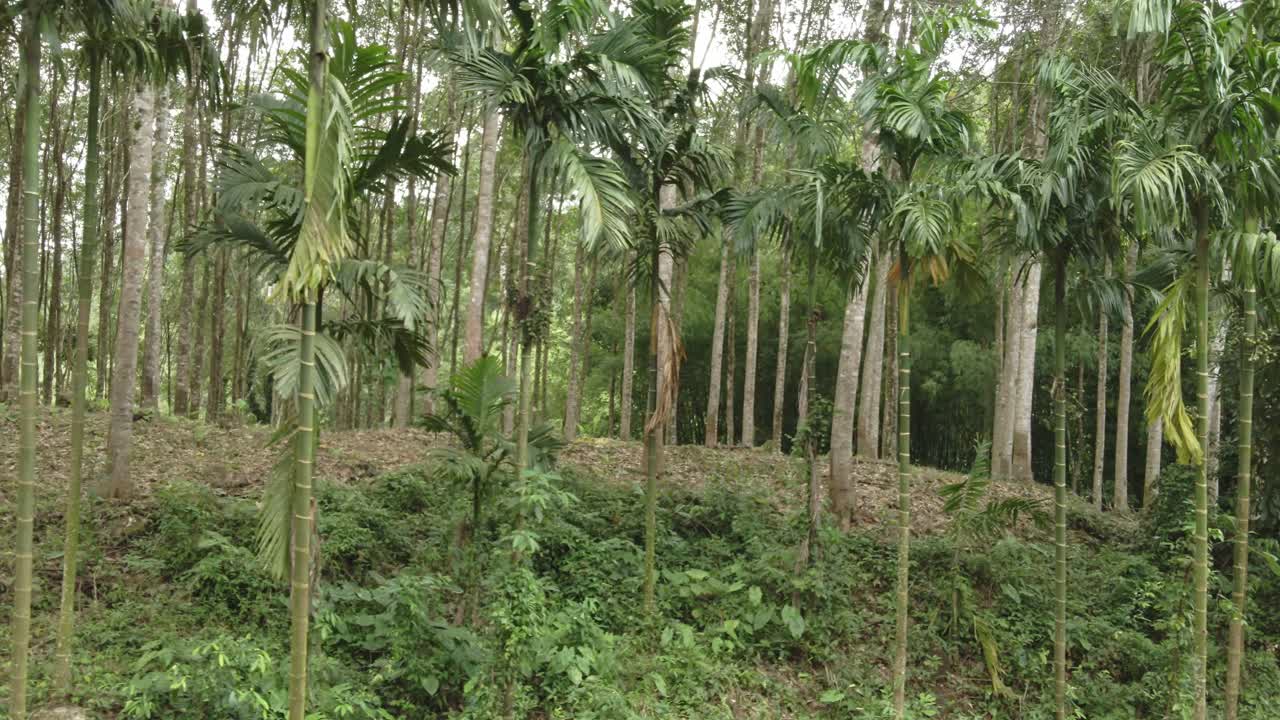 toma lateral derecha de una plantación de árboles de caucho en el borde de la jungla con árboles de caucho de látex en una granja de caucho en tailandia