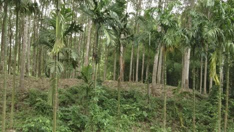 side-right-trucking-shot-of-a-rubber-tree-plantation-on-the-edge-of-jungle-with-latex-rubber-trees-on-a-rubber-farm-in-Thailand