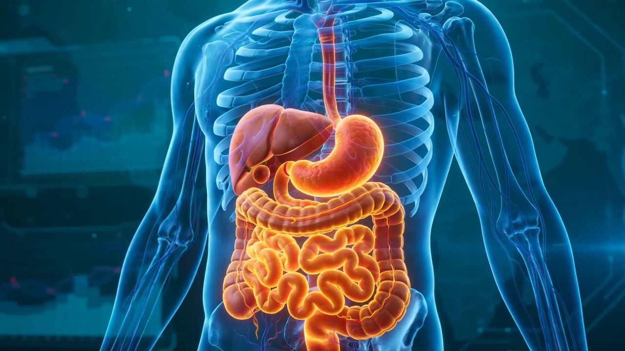 Cinematic AI-generated visualization of the human digestive system translucent blue torso with glowing orange stomach and intestines