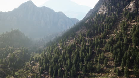 Fir-and-other-pine-trees-on-mountains-on-a-sunny-end-of-summer