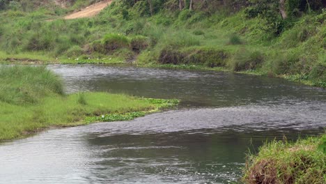 Tagsüber-Ein-Fluss-Im-Dschungel