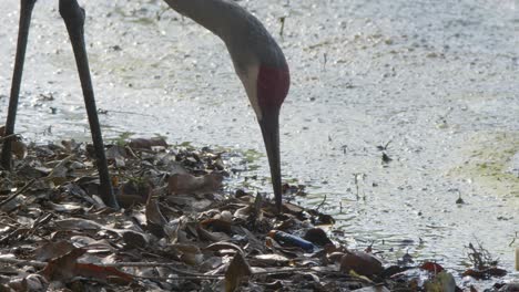 Sandhill Crane eating NERF dart toy along water coastline litter