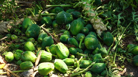 fotografía de cerca de la papaya verde que crece en un árbol en una granja verde en lombok, indonesia - la papaya podrida en el suelo, residuos de alimentos