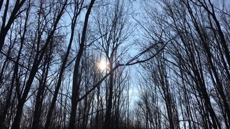 walking on a forest road with the sun up in the sky and the sunlight getting through the tree branches on early spring season