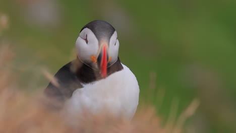 atlantic puffin (fratercula arctica), on the rock on the island of runde (norway).