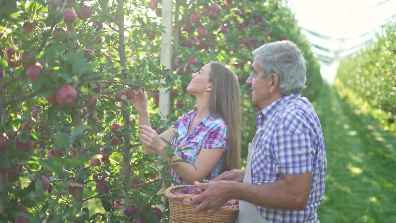 People Harvesting Fresh Apples in a Sunny Orchard