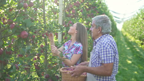 people harvesting fresh apples in a sunny orchard