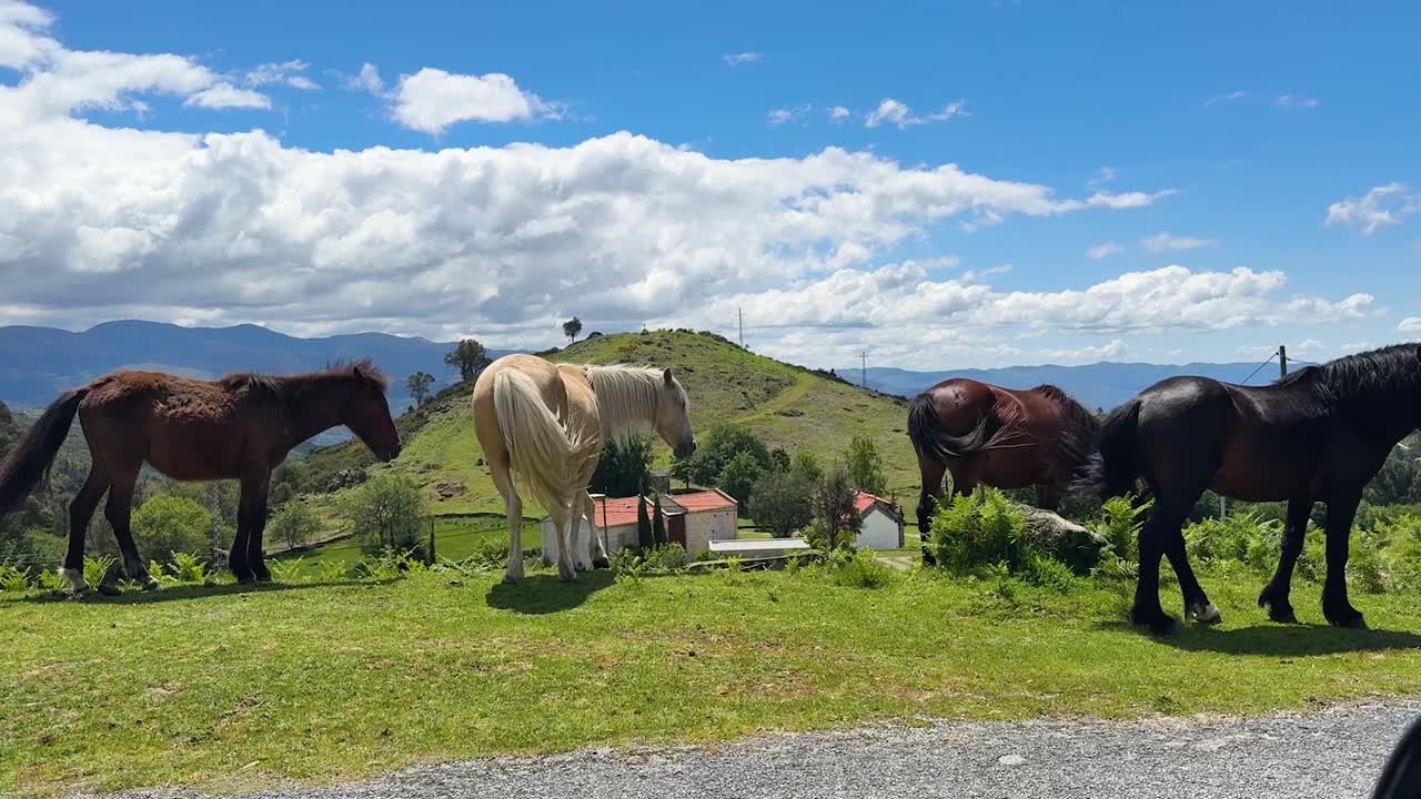 The wild horses of the Peneda Geres natural Park of Portugal.