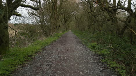 Hawthorn-tree-tunnel-pathway-forwards-at-ground-level