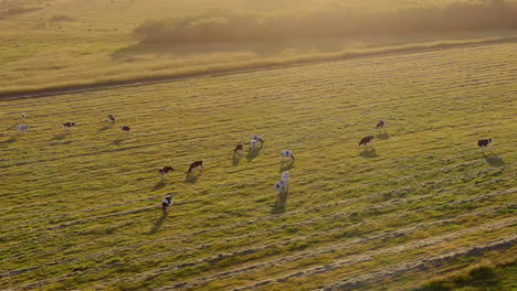 content dairy cows grazing in a grassy meadow near a village with a picturesque white church in the california countryside - aerial parallax