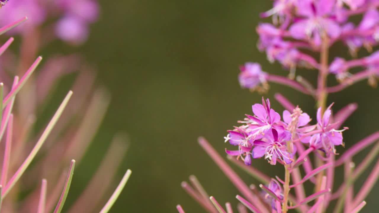 Nærbillede kamerabevægelse hen over livlige pink gederamsblomster mod en blød grøn engbaggrund