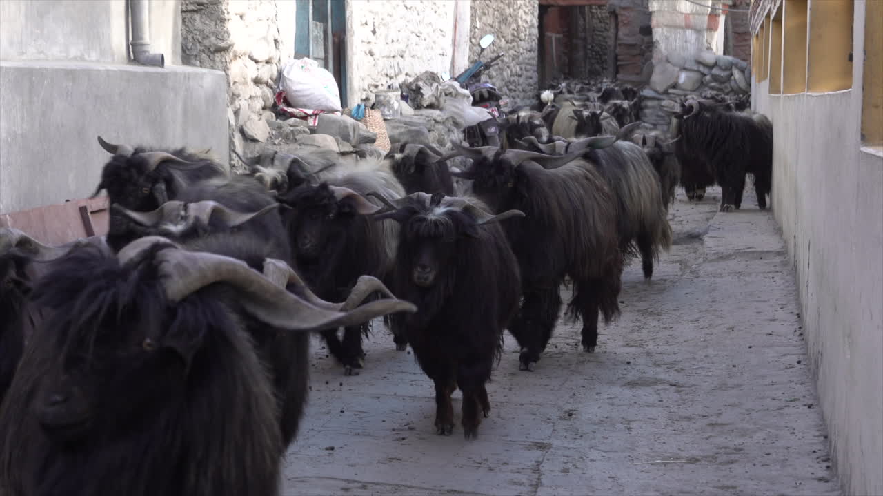 A herd of billy goats walking through a small alley in a small village.