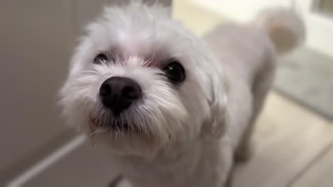 cute well-groomed maltese dog greets you at the door - close up