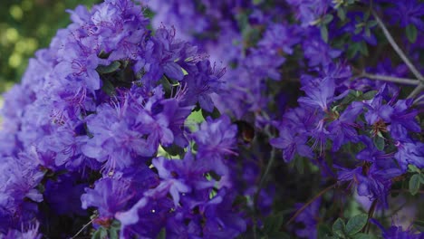 disparo vertical de un abejorro aterrizando en una flor púrpura en flor en un soleado día de primavera
