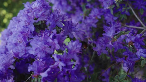 vertical shot of a bumblebee landing on a purple blooming flower on a sunny spring day