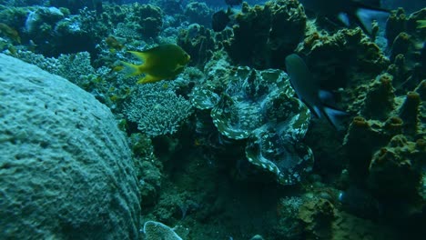 fishes swimming between coral, living coral reef, tulamben, bali, indonesia