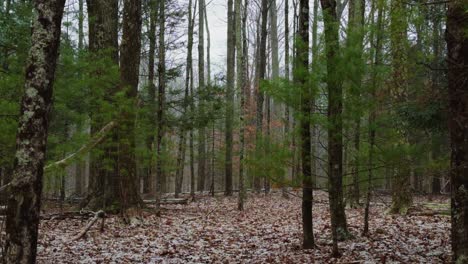 Light-snowfall-at-the-beginning-of-a-snowstorm-deep-in-a-beautiful-pine-forest,-on-a-calm,-peaceful-winter's-day