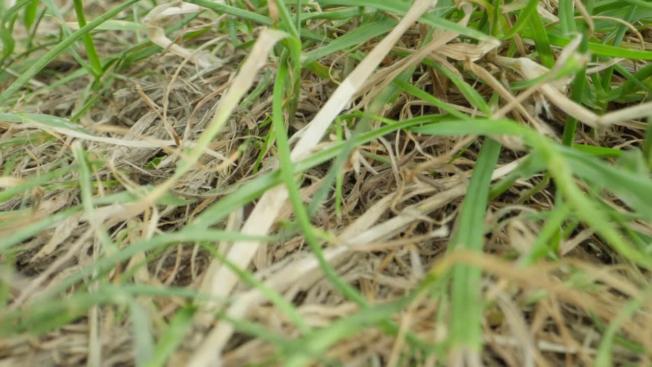 Black garden ant crosses a blade of grass, balancing with fine control