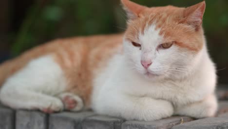 orange cat resting on the windowsill