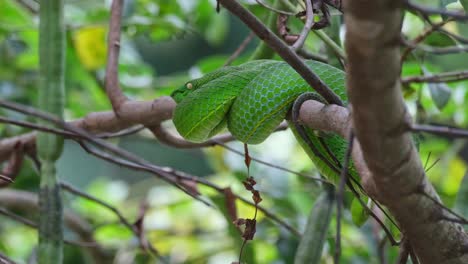 Camera-zooms-in-sliding-to-the-left-while-this-snake-is-resting-as-some-ants-also-moving-on-the-branches,-Vogel’s-Pit-Viper-Trimeresurus-vogeli,-Thailand